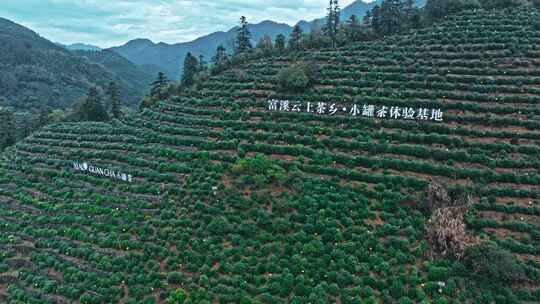 黄山毛峰茶园茶山绿茶