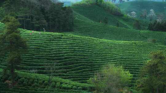 航拍茶园茶山风光