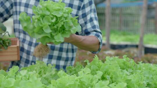 蔬菜采摘种植绿色食品