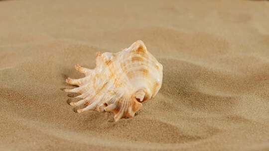 沙滩上的海洋贝壳
