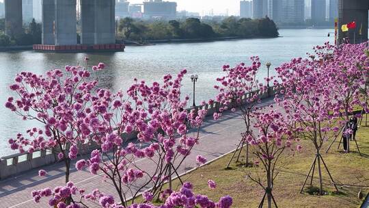 中国广东省广州市海珠区瑞宝街道紫花风铃木