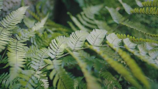 蕨类植物特写镜头