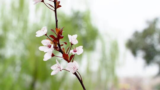 清晨雨后阳光下的植物4K