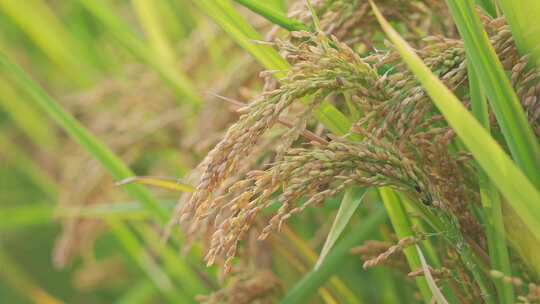 丰收秋天稻田水稻稻穗特写