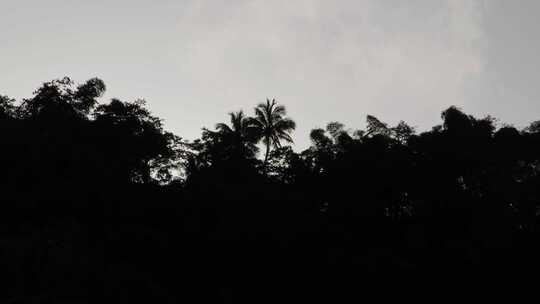 树，格罗夫，雨林，马提尼克岛