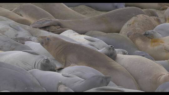 加利福尼亚州圣西蒙的一大群休眠海豹骚动