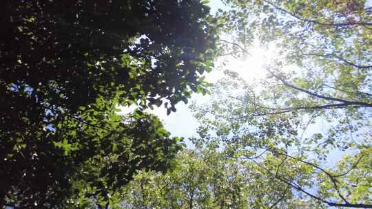 夏天阳光穿过树林唯美空镜头风景视频素材