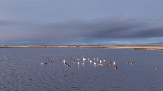 湿地湖泊天鹅大雁觅食