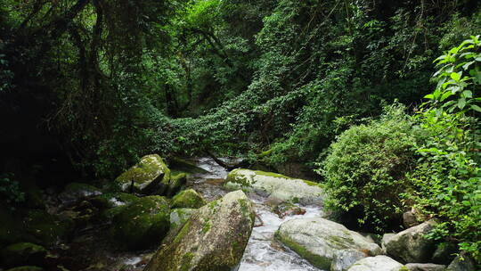 雨林中的小河