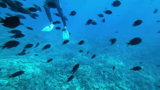 海底 潜水 海洋 海底世界