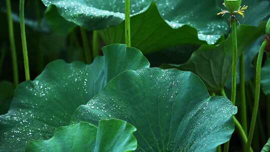 夏季下雨天荷花荷叶雨滴水滴水珠