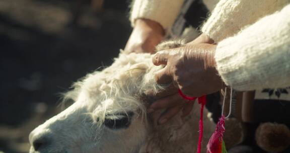 玻利维亚妇女为羊驼戴耳标