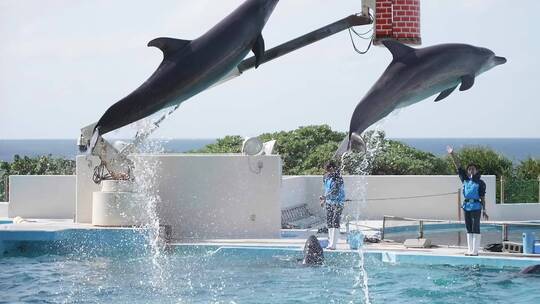 2K日本冲绳2只海豚跳跃入水00000573