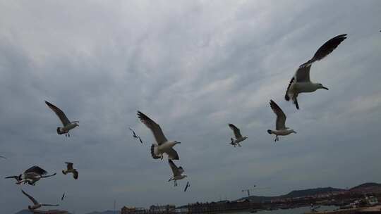 大海海洋蓝天海鸥飞翔实拍