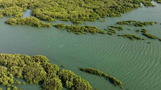 阳光下生长在巴西水域之间的美丽红树林的鸟瞰照片-Barra Gr