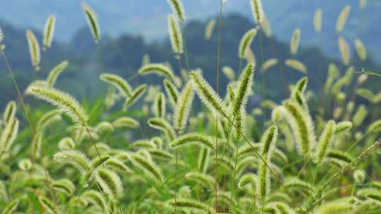 狗尾巴草草丛野草植物狗尾草公园唯美风景