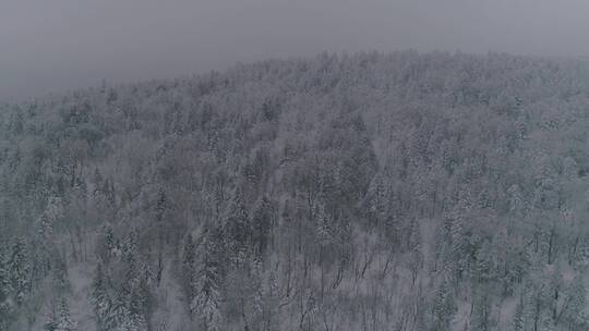 冬季唯美长白山雪景原始森林老里克湖