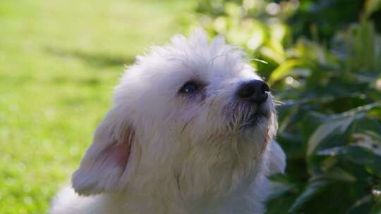 狗，花园，Coton De Tulear