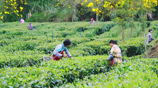 广东清远英德乡村茶园茶叶茶农采茶特写4K