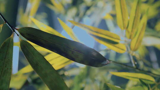 院子里的竹子竹林竹影毛竹