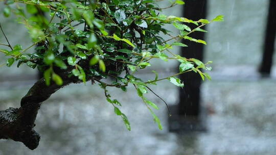 雨天树叶水滴视频素材模板下载