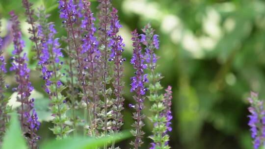 铃兰兰花野花开花