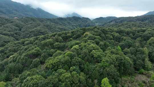 雨后森林航拍原始森林山峰云雾缭绕