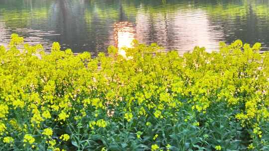 航拍乡镇农村油菜花花海池塘夕阳镜花水