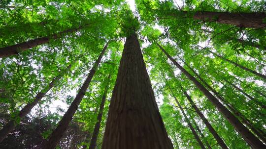 自然森林-绿色环保水杉树林