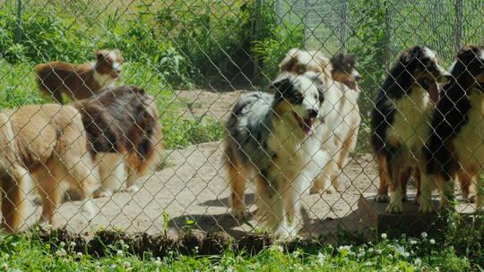 犬舍里的澳大利亚牧羊犬