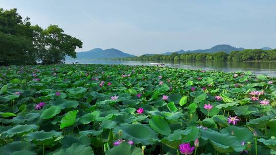 航拍杭州西湖荷花视频素材模板下载