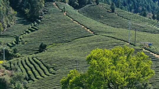 航拍茶园茶山风光