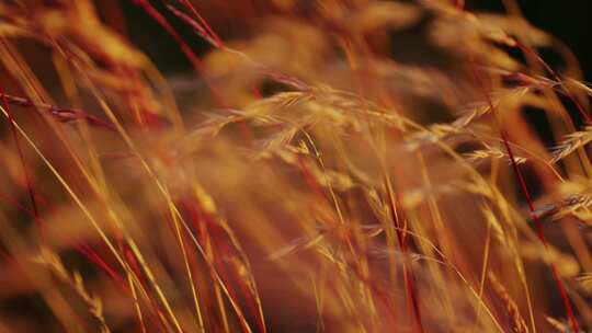 夕阳下的草随风摇摆秋天风景
