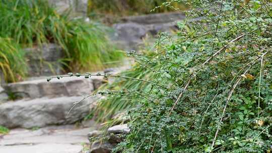 矮松树塔松趴地松绿化植物