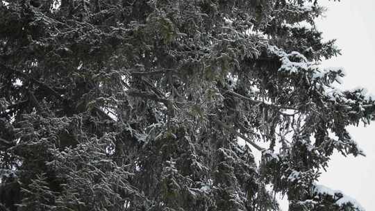 雪落在树枝上