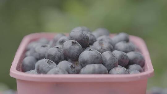 蓝莓采摘园里的蓝莓打包装盒LOG