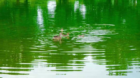 公园里一群鸭子在池塘一起游泳的镜头