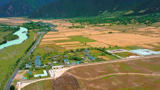 4k航拍西藏林芝巴松措青稞麦田田园