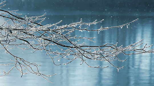 冬季湖面树枝风光背景