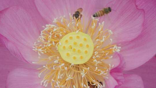 金色旋律：蜜蜂与莲花的甜蜜交响