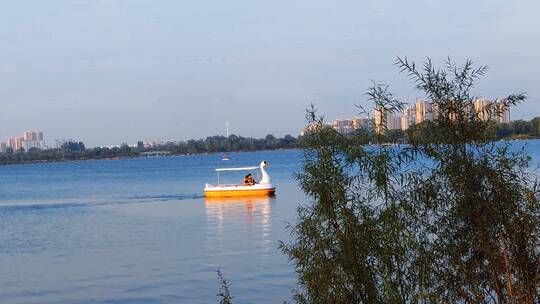 湖面上大白鹅造型的游船