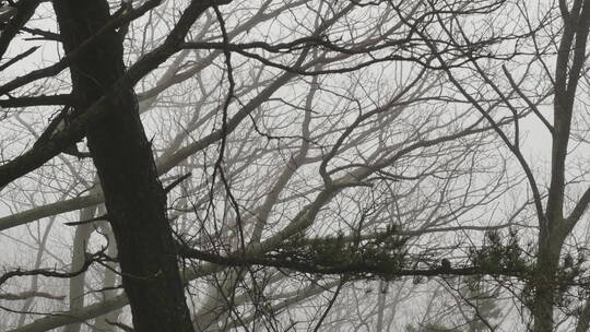 透过树枝看晨雾