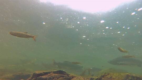 一条鲑鱼在水下游泳