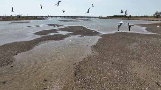 河流渤海入海口的水鸟群 飞鸟海鸟海鸥