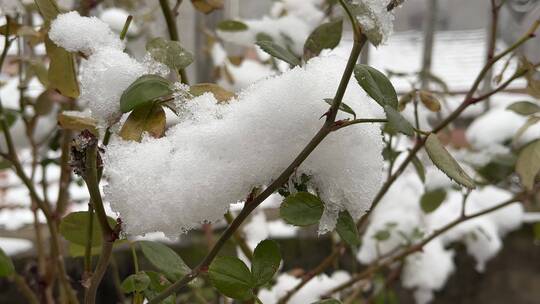 冬天的白雪视频