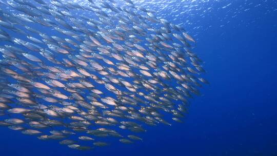海底鱼群 沙丁鱼风暴