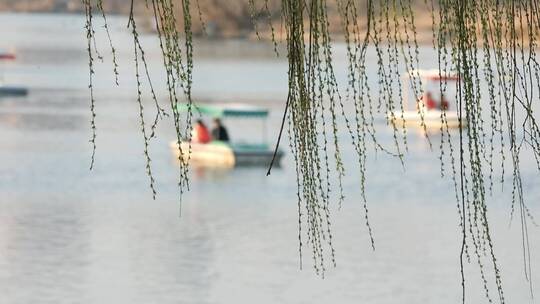 春天生机勃勃的垂柳