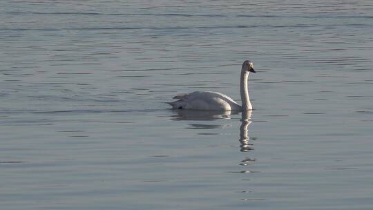 湿地湖泊保护鸟类白天鹅水中觅食2