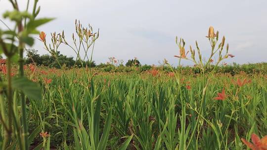 黄花菜素材视频素材模板下载