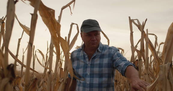 农民在田里高大的玉米杆中行走